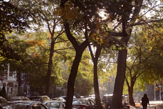 Tree-lined streets with couples and families leisurely walking under dappled sunlight.