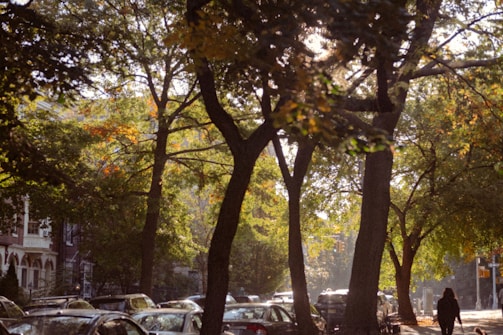 Tree-lined streets with couples and families leisurely walking under dappled sunlight.