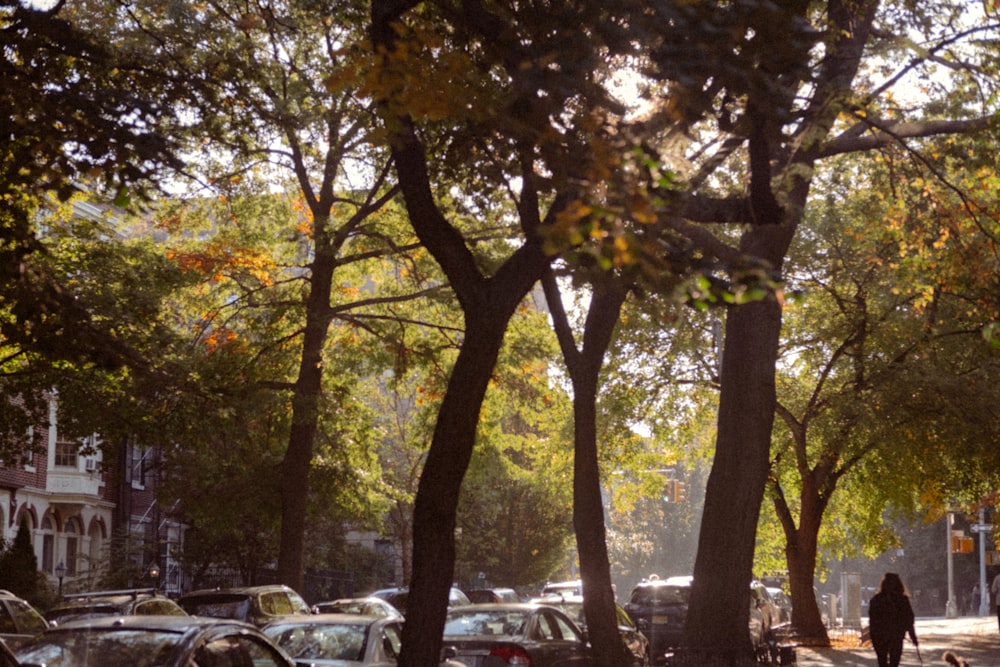 a person walking down a tree lined street