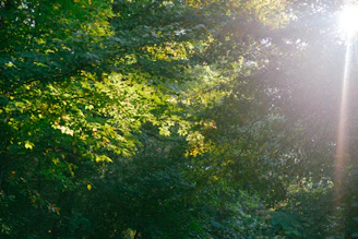 Sunlight filtering through dense forest leaves, creating a peaceful natural ambiance.