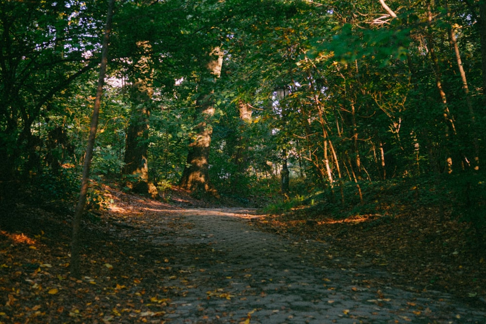 a dirt road surrounded by trees and leaves