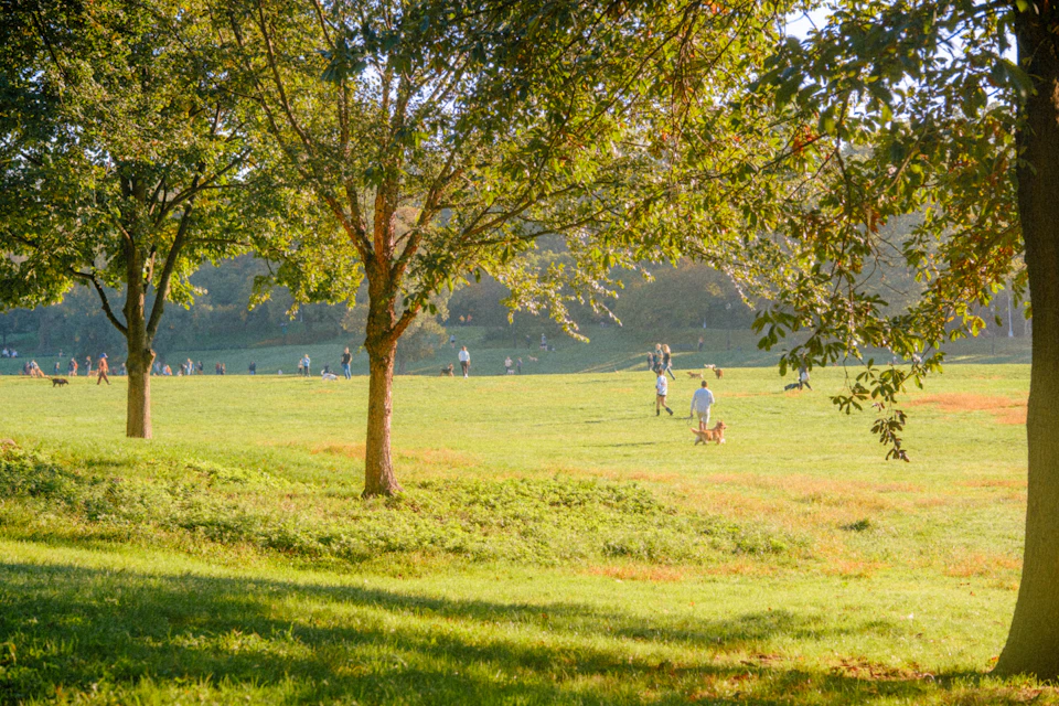 The image depicts a serene park scene with lush green grass and tall trees casting dappled shadows on the ground. A group of people are scattered throughout the field, some walking leisurely while others stand still, enjoying the tranquility of their surroundings. In the distance, more people can be seen strolling along the paths or sitting on benches, adding to the peaceful atmosphere. The image is taken from a high vantage point, providing a comprehensive view of the park and its visitors.