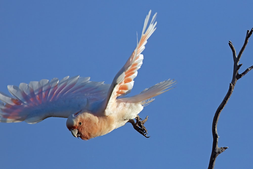 Ein Vogel mit ausgebreiteten Flügeln sitzt auf einem Ast