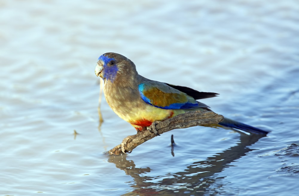 a colorful bird sitting on a branch in the water
