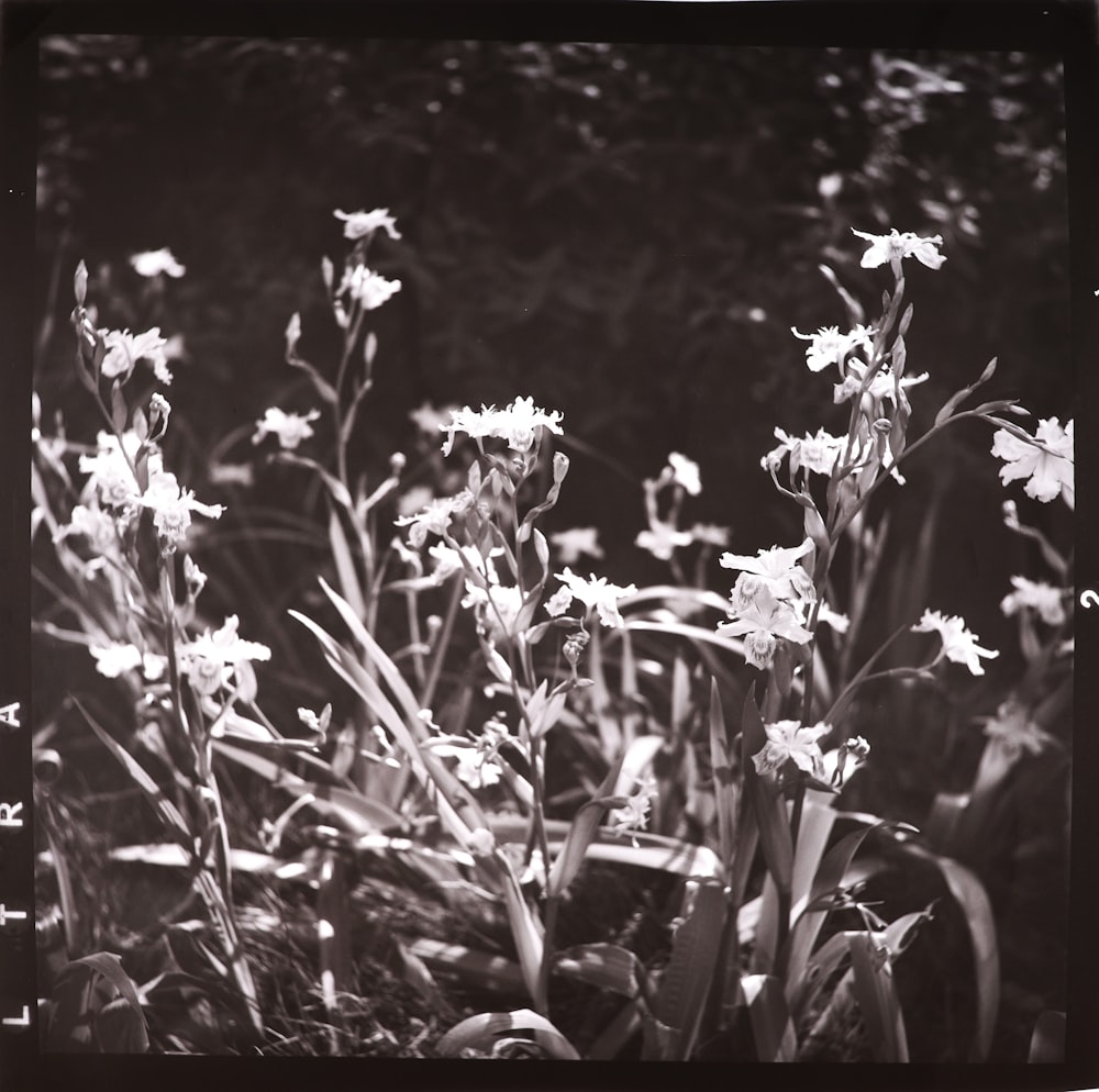 a black and white photo of some flowers