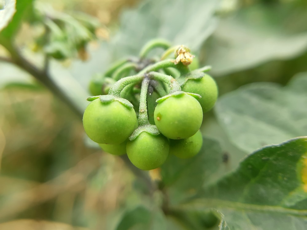 a close up of some green berries on a tree