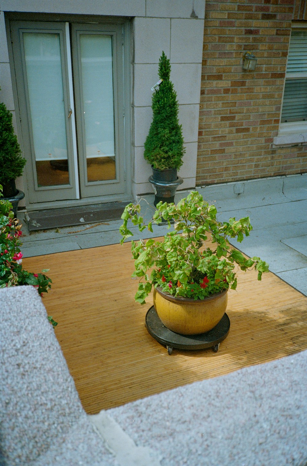 a potted plant sitting on top of a wooden table