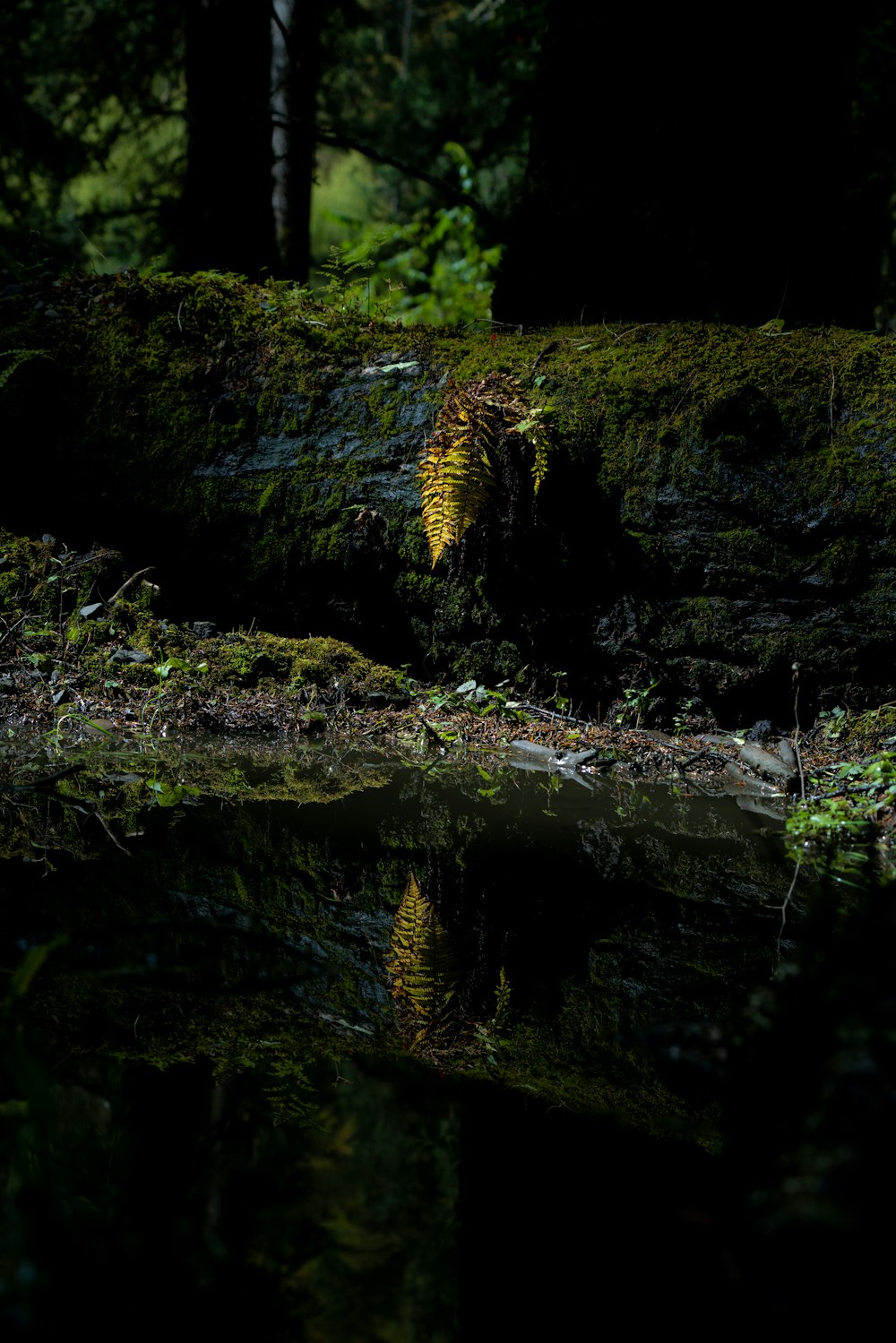 a bear is standing on a log in the woods