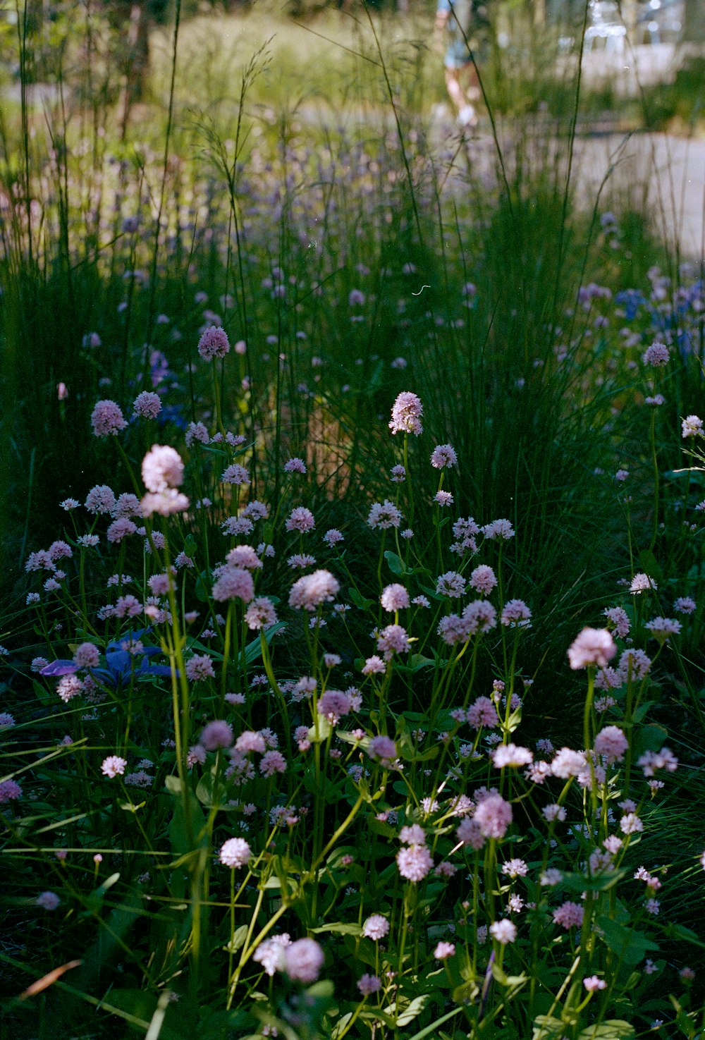 a bunch of flowers that are in the grass