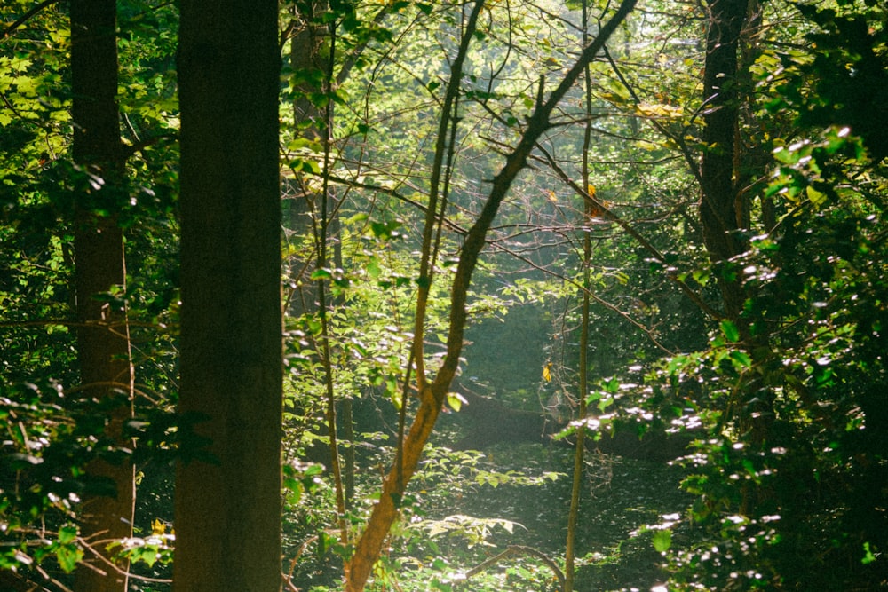 the sun shines through the trees in the forest