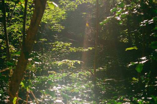 Sunlight filtering through leafy branches, casting dappled shadows on the forest floor.