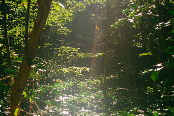 Sunlight filtering through leafy branches, casting dappled shadows on the forest floor.