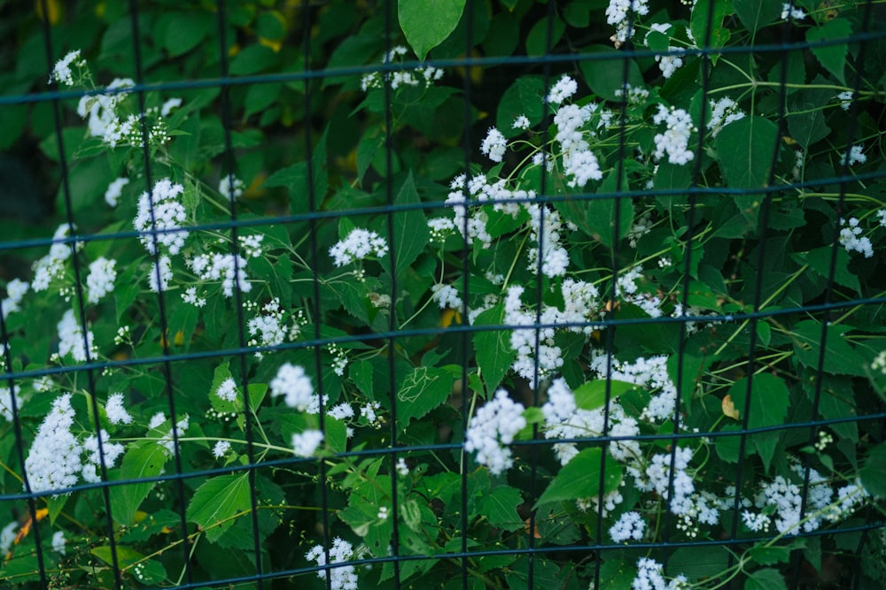 a bunch of white flowers growing on a fence