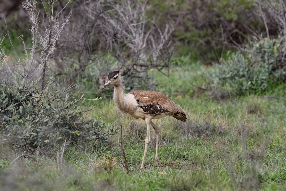 a bird standing in a field of grass