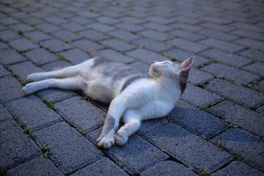 a gray and white cat laying on the ground