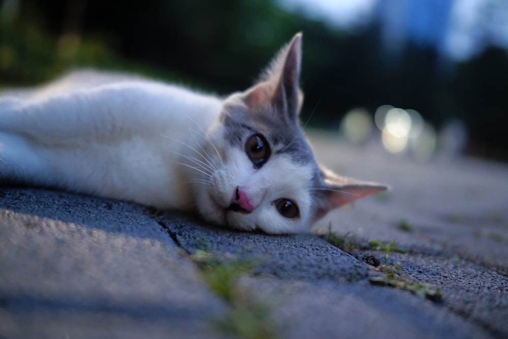 a white and gray cat laying on the ground