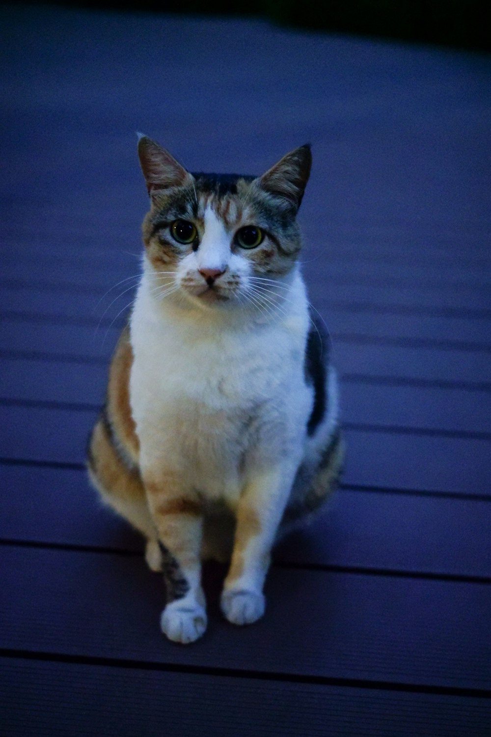 a cat sitting on a wooden floor looking at the camera