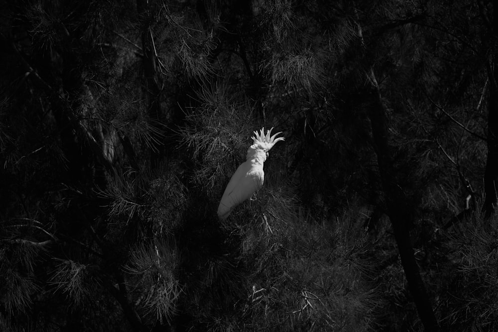 a white bird with a white crown on it's head