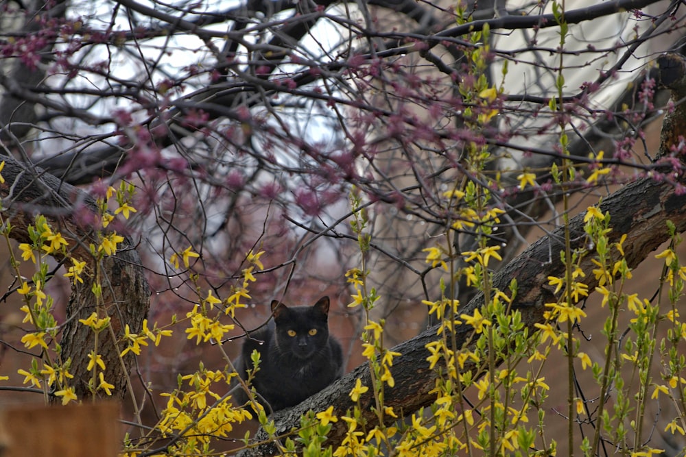 a black cat sitting in a tree with yellow flowers