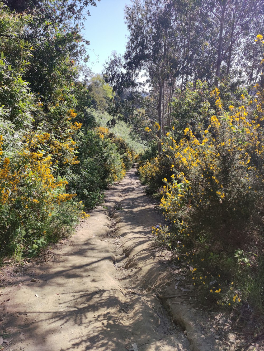 a dirt road surrounded by trees and yellow flowers