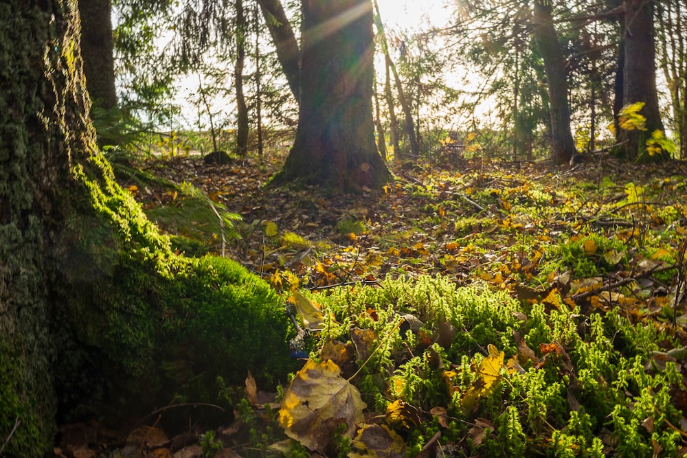 the sun shines through the trees in the forest