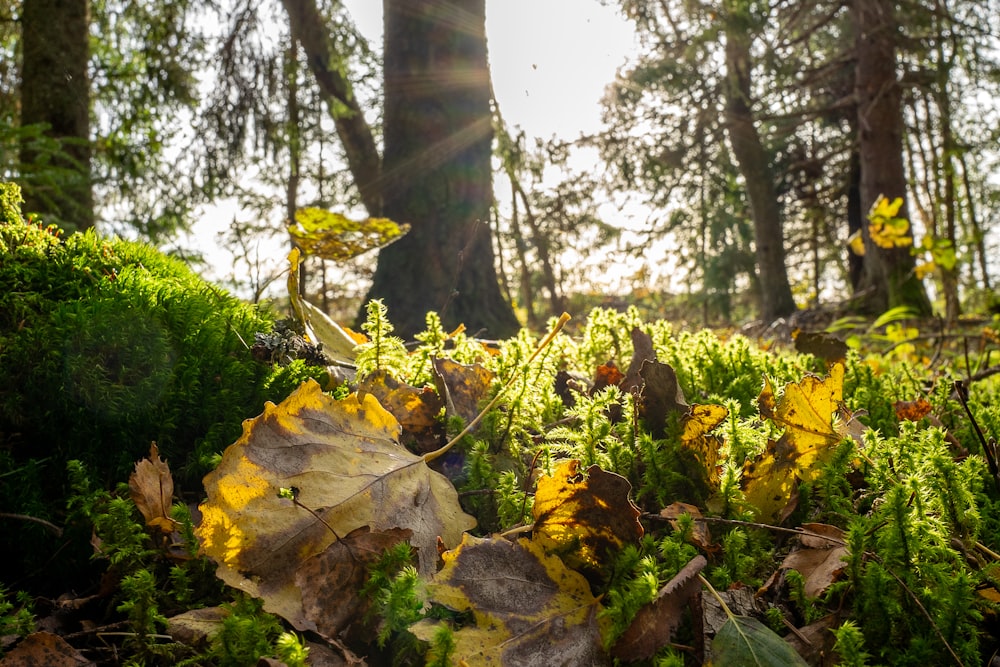 the sun shines through the trees in the forest