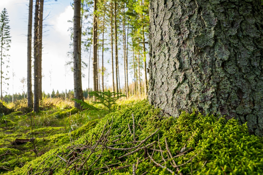 a moss covered tree trunk in a forest