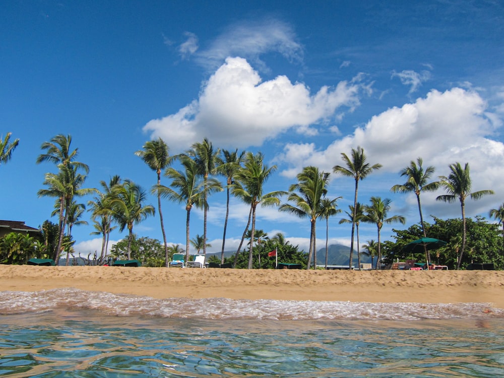 a sandy beach with palm trees and a blue sky