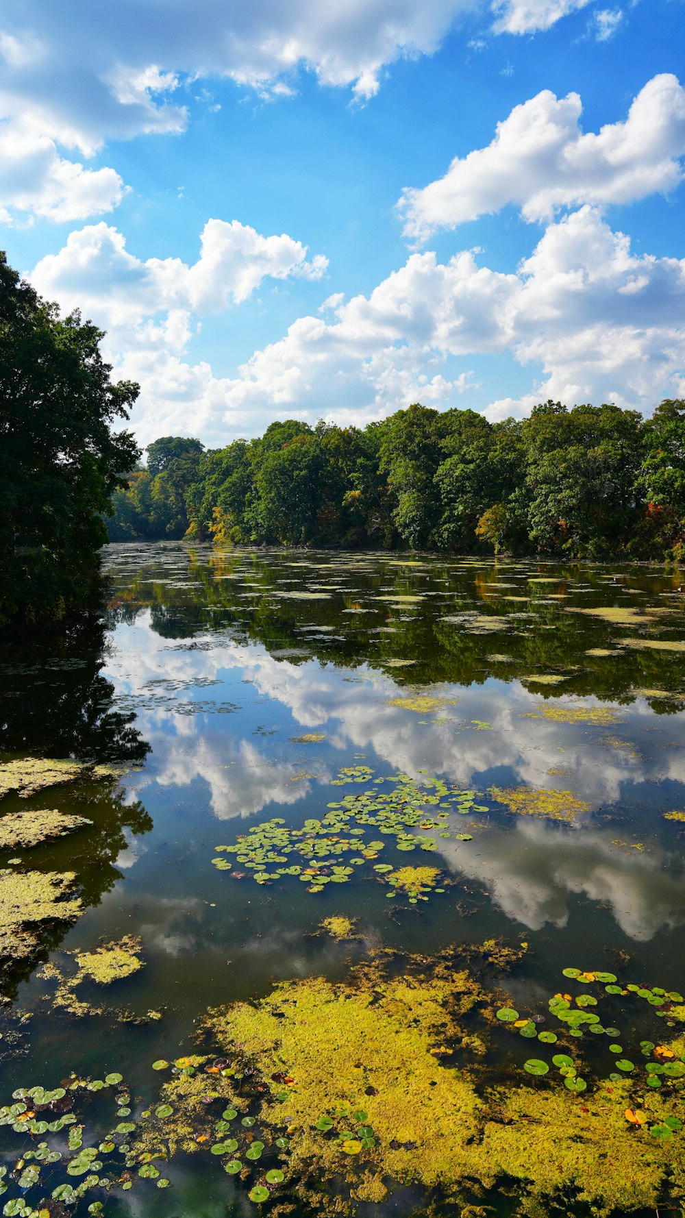 a body of water surrounded by lots of trees