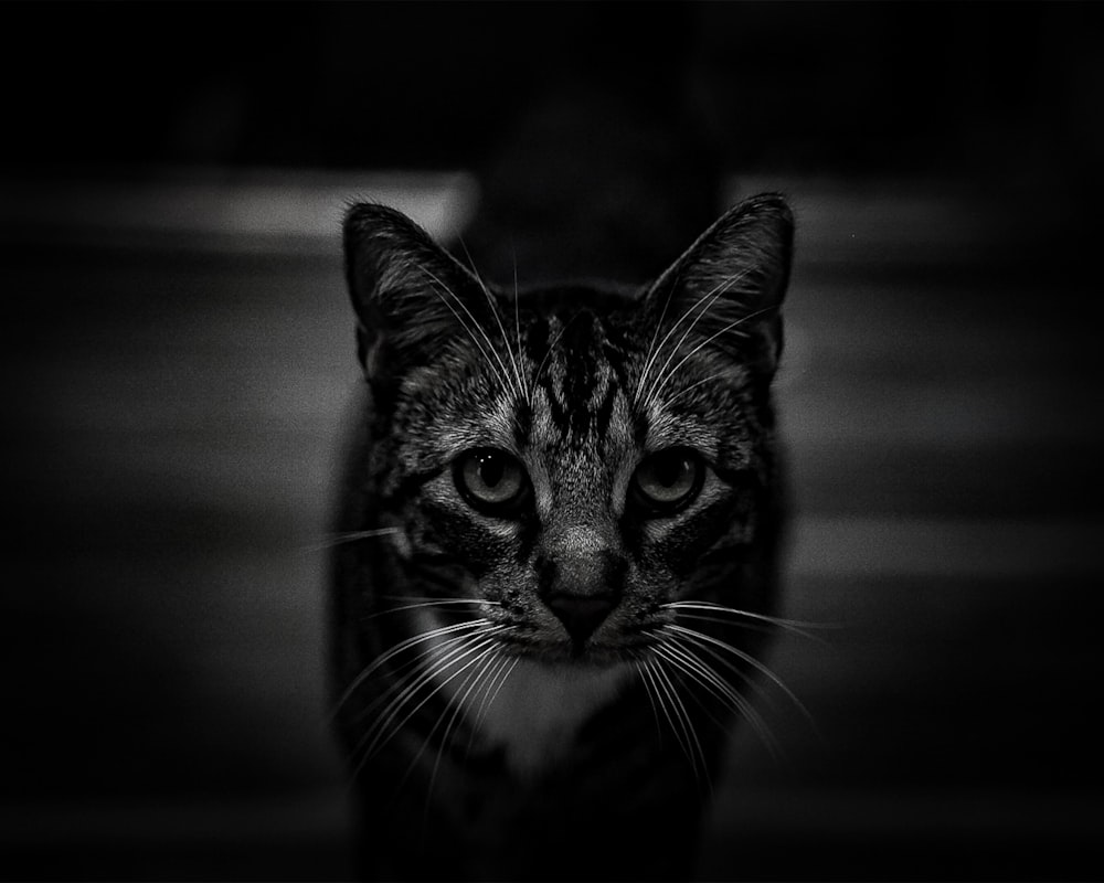 a black and white photo of a cat