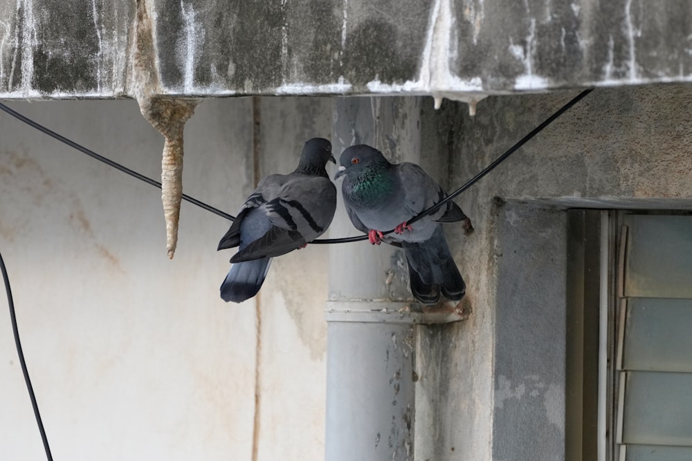 a couple of birds sitting on top of a building