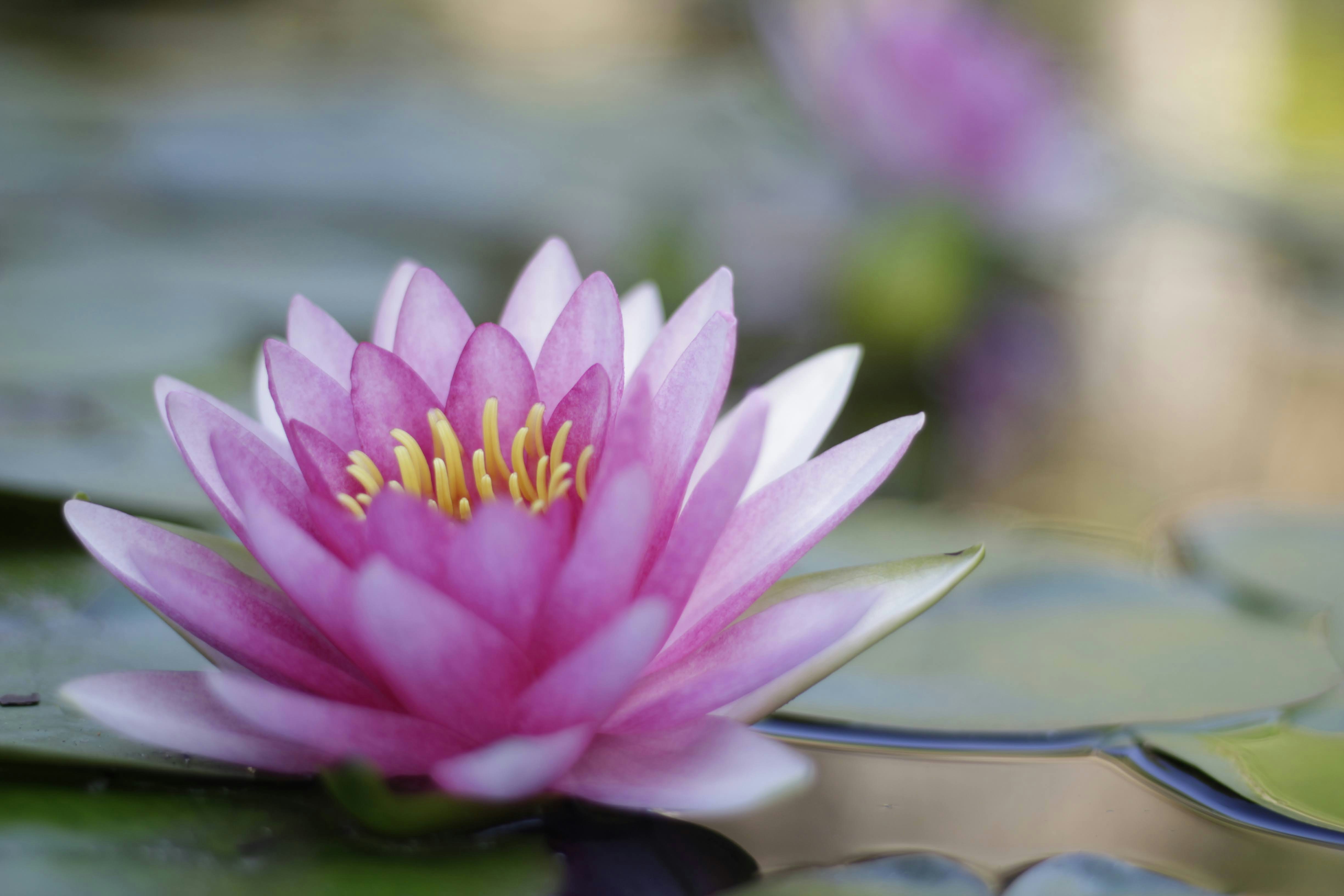 a pink water lily sitting on top of a lily pad