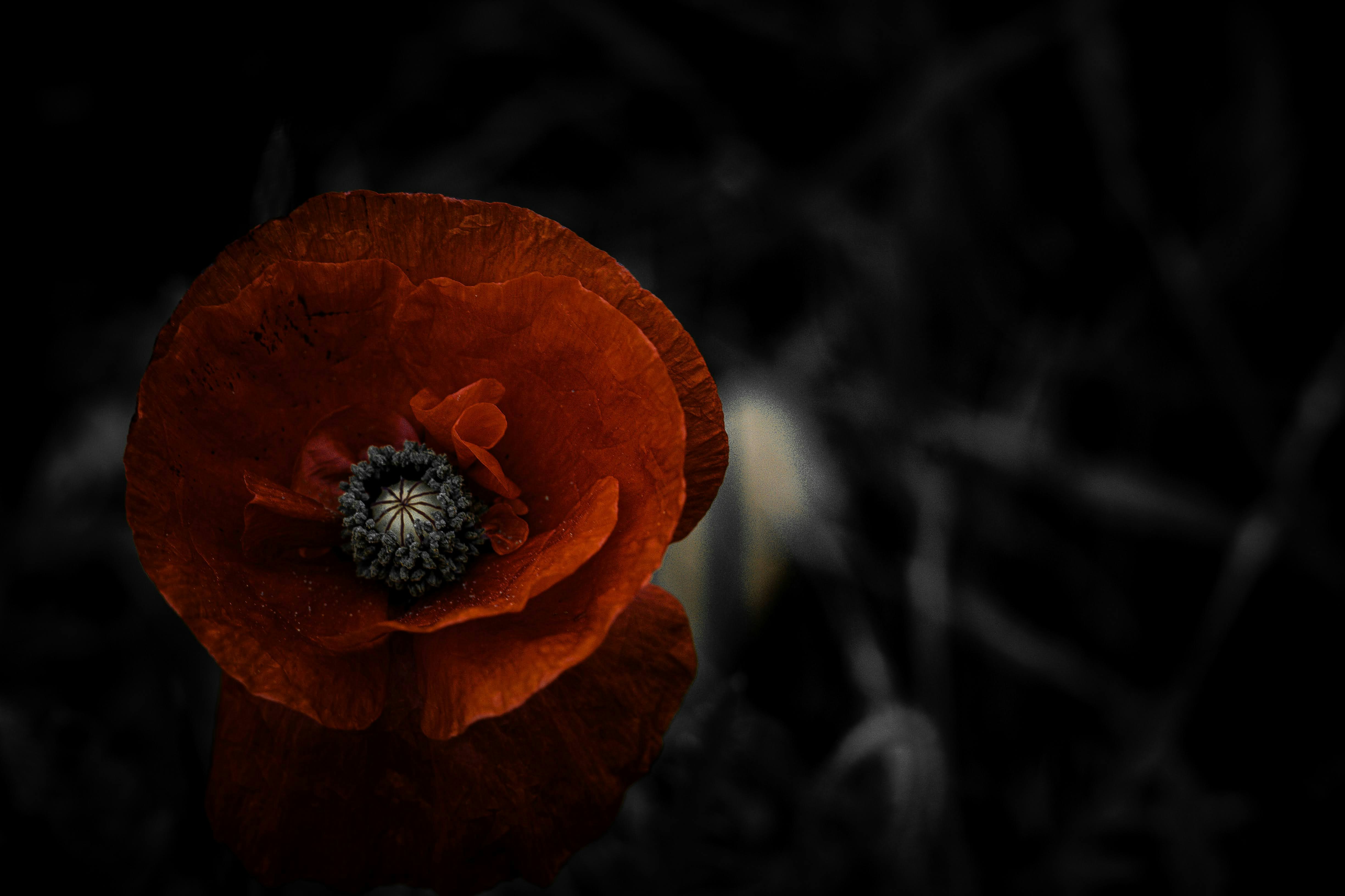 a close up of a red flower on a black background