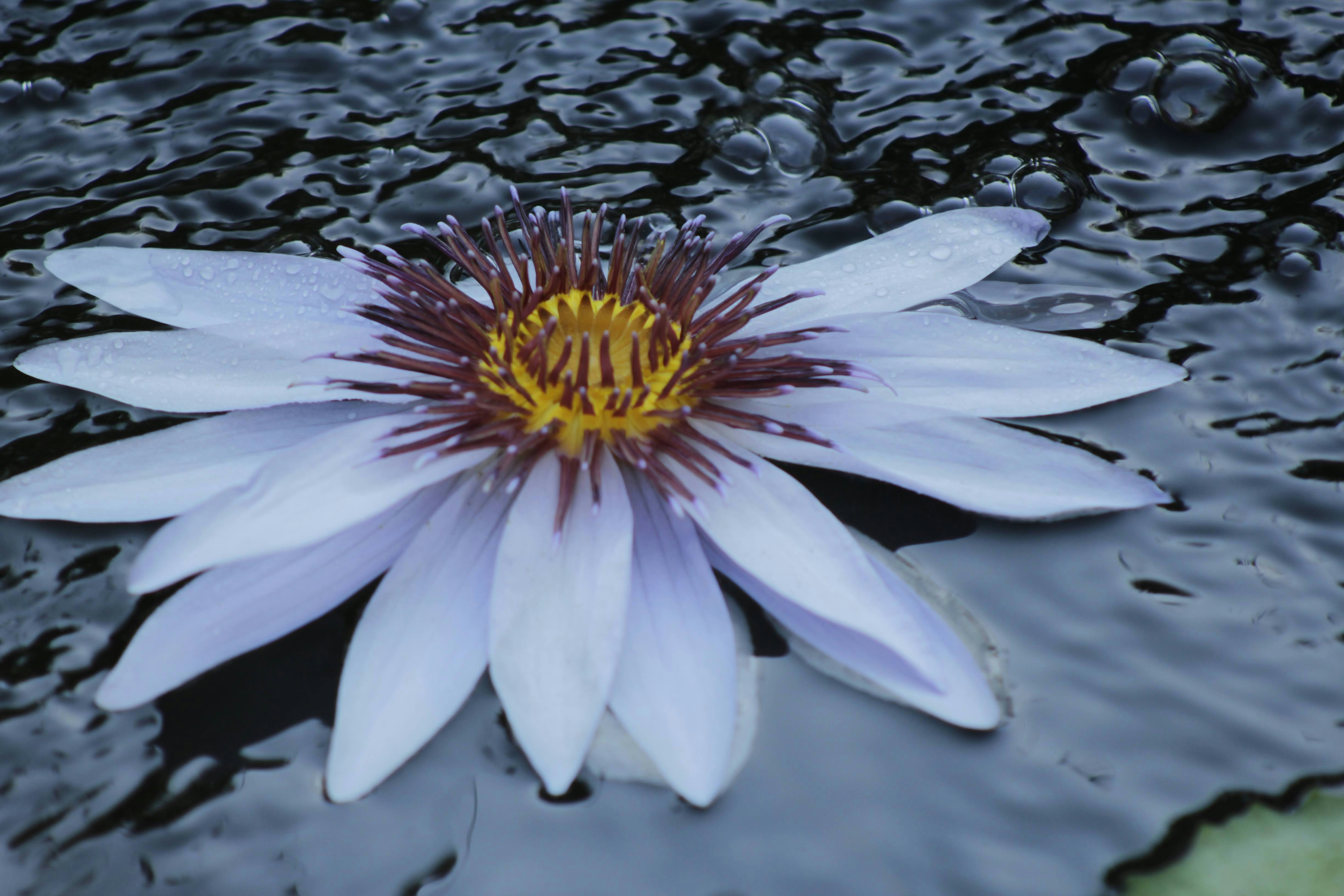 a white flower floating on top of a body of water