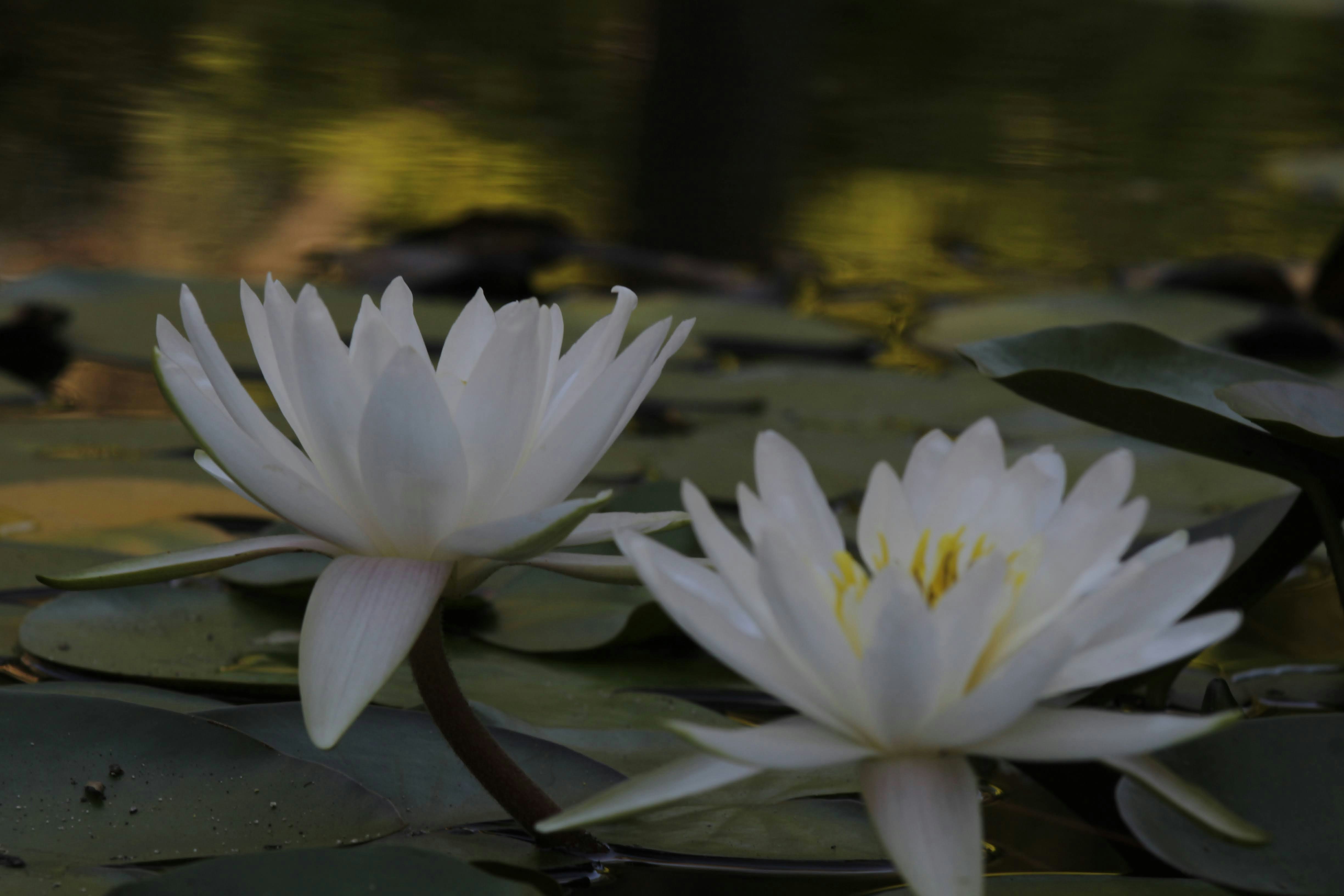 Photo by creativeoptics66