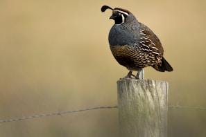 A quail with distinctive plumage stands on a wooden fence post against a blurred, earthy background. The bird features a unique feather pattern with a dark face and a prominent crest.