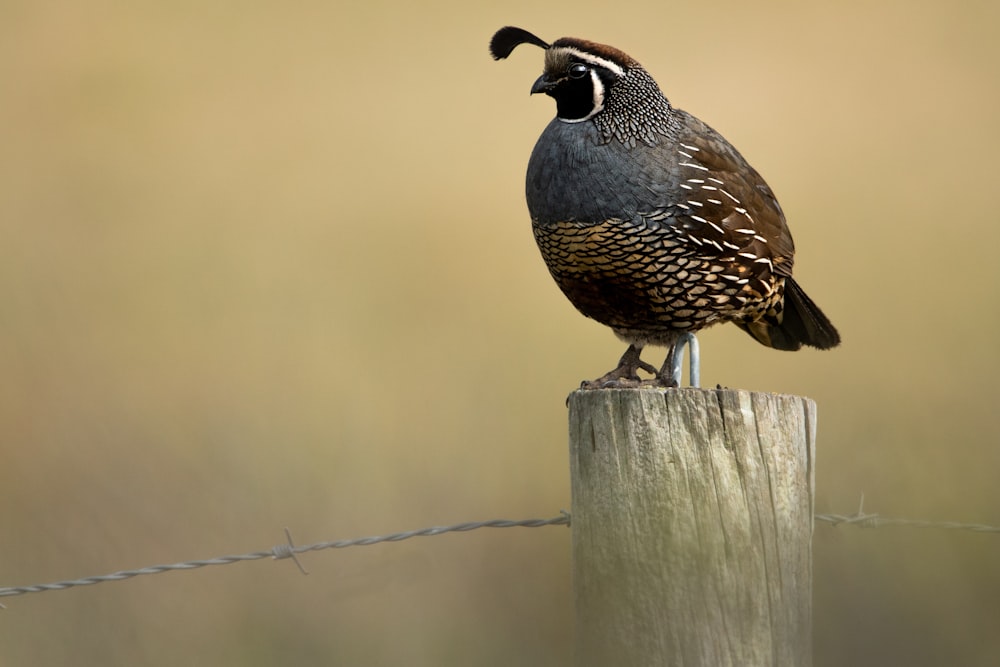 a bird sitting on top of a wooden post