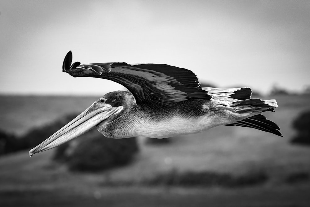 a black and white photo of a pelican in flight