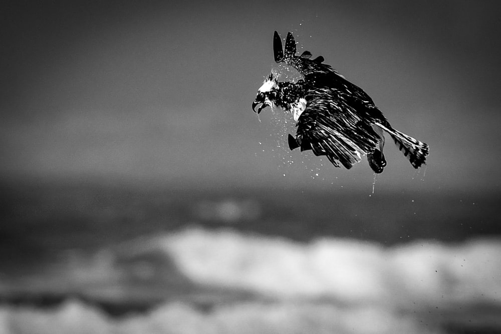 a black and white photo of a bird flying over the ocean