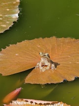 A serene wetland at dawn where a California red-legged frog perches on a lily pad.