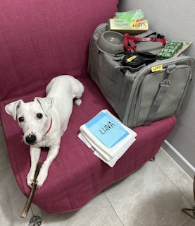A small white dog with a red collar holds a stick while sitting on a pink fabric-covered chair. Next to the dog, there is a gray pet carrier bag with various dog supplies, including a bowl, leash, and a bag of snacks. A pack of pet training pads labeled 'Luna' is stacked on the chair.