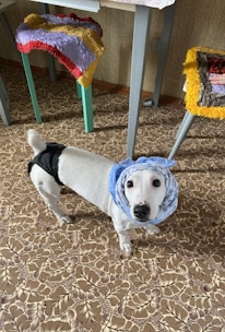 A small white dog with black markings is wearing a blue headscarf and a black harness, standing on a patterned carpet. The background features two tables with colorful, fluffy covers.