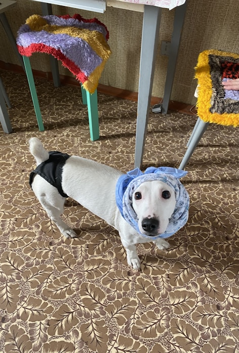 A small white dog with black markings is wearing a blue headscarf and a black harness, standing on a patterned carpet. The background features two tables with colorful, fluffy covers.