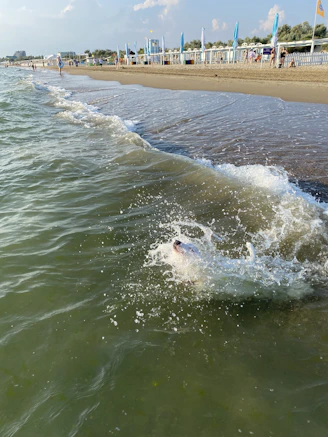 A vibrant beach with pets running and playing in the sand.