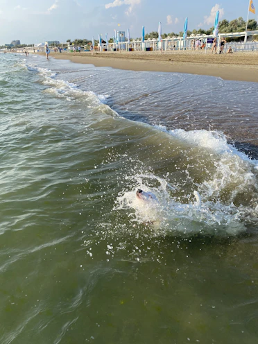 A vibrant beach with pets running and playing in the sand.
