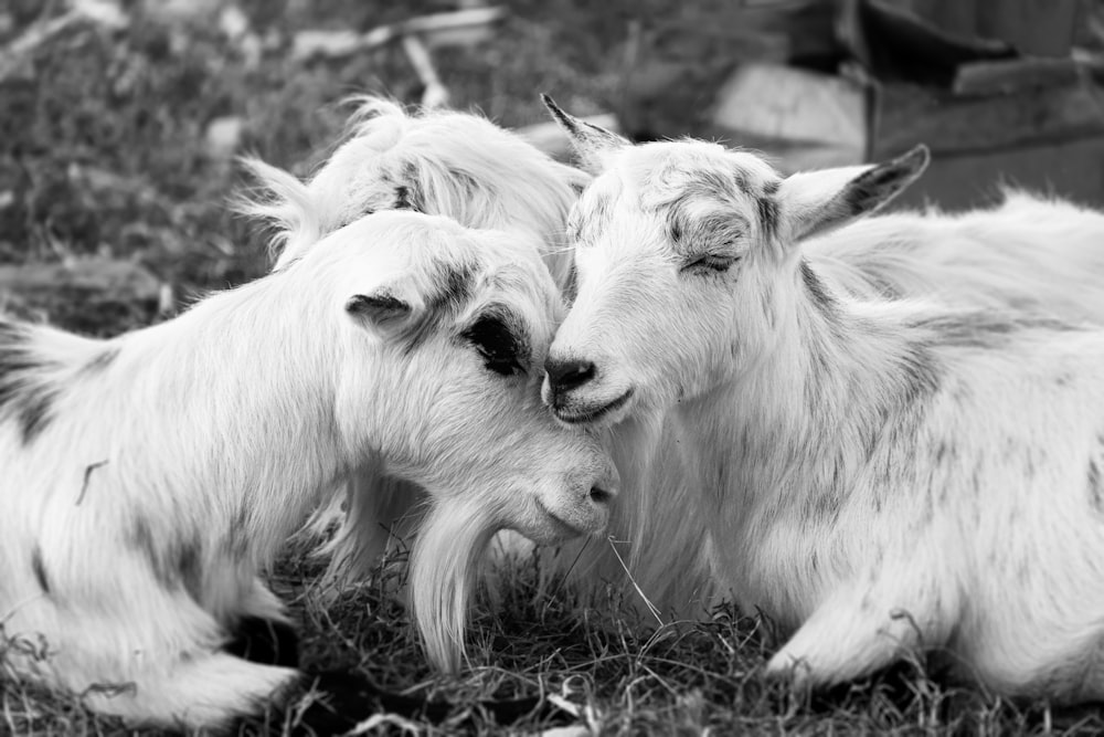 a couple of goats laying on top of a grass covered field