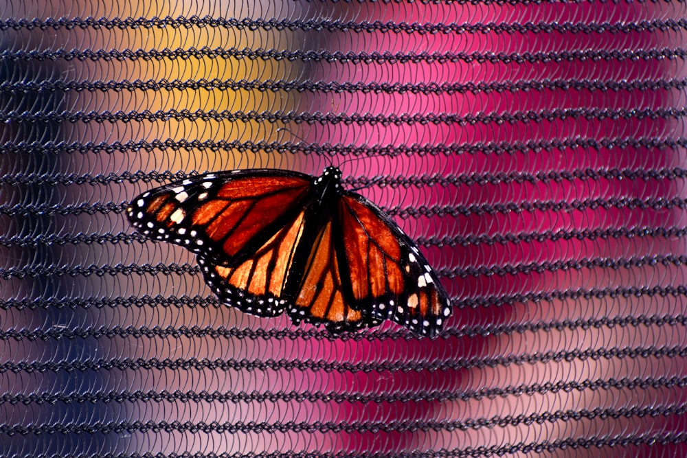 a monarch butterfly sitting on a colorful background