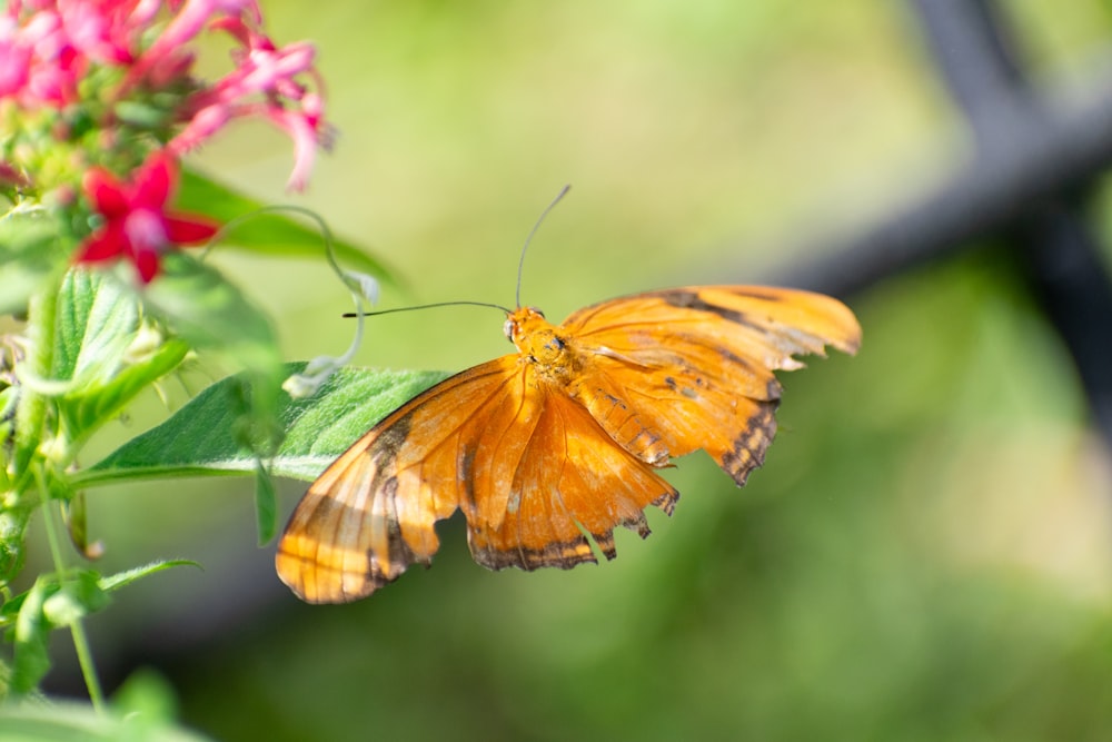 a large orange butterfly sitting on top of a flower