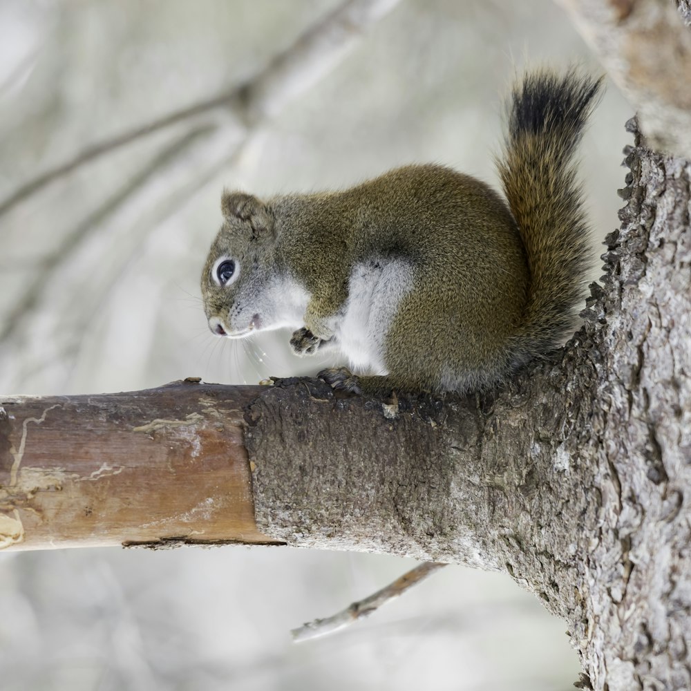 a squirrel sitting on top of a tree branch