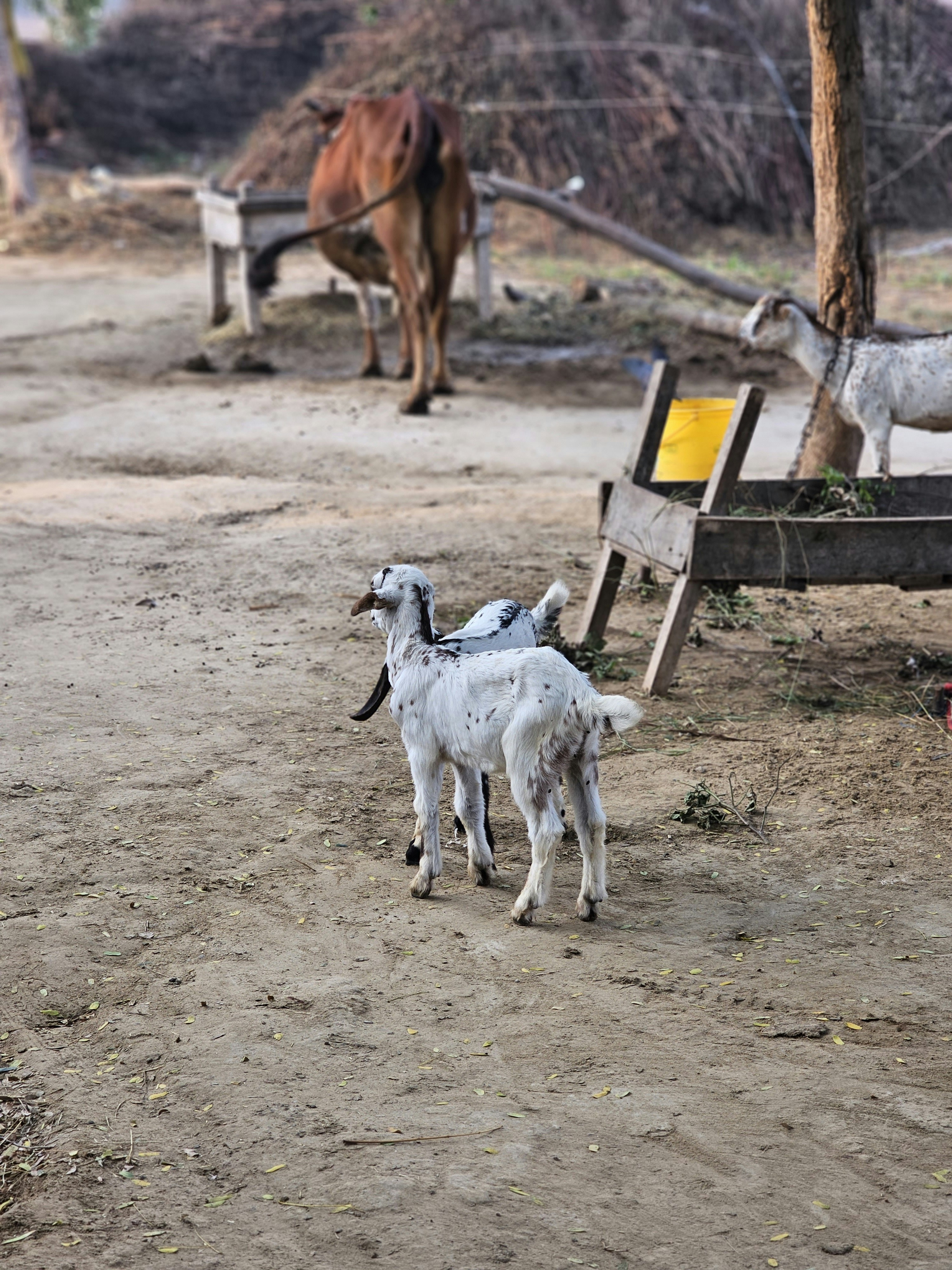 un paio di capre in piedi in cima a un campo sterrato